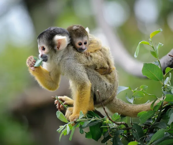 Małpa wiewiórki z jej dzieckiem — Zdjęcie stockowe