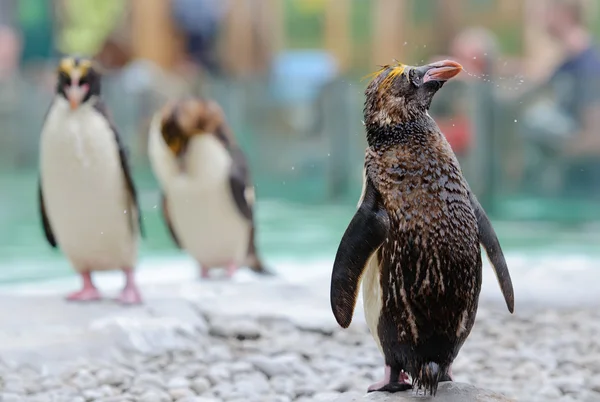 Pingüino Rockhopper del Norte — Foto de Stock