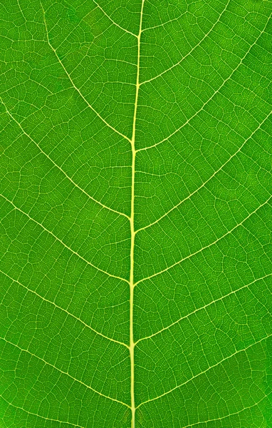 stock image Green leaf background