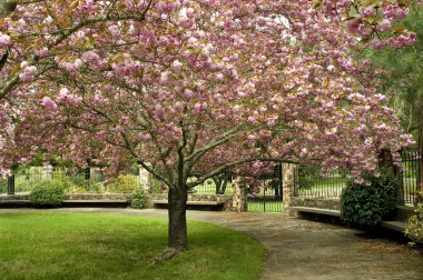 Cherry blossoms clipart