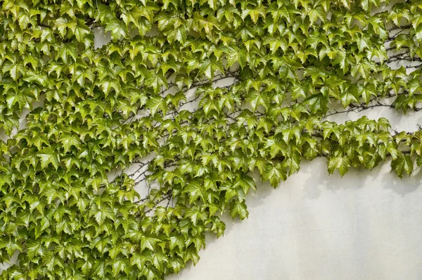 Ivy stěna — Stock fotografie