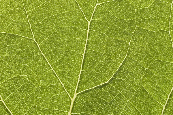 Виноградный лист — стоковое фото