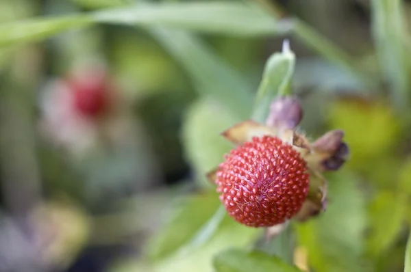 stock image Wild strawberry