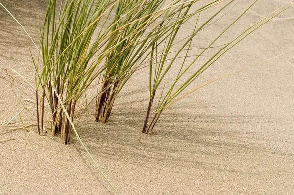 Gress på sanddyner – stockfoto