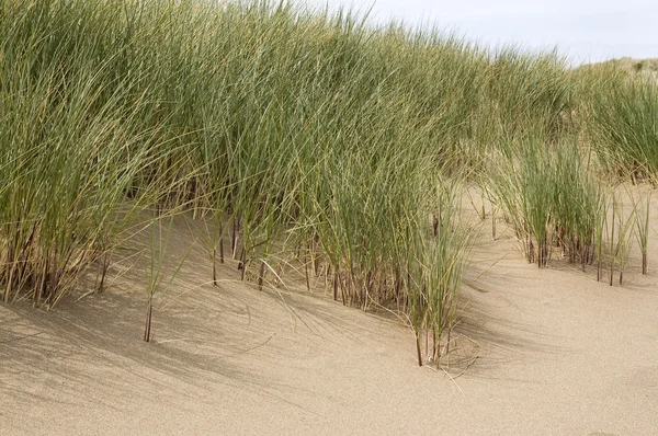 Graminées des dunes de sable — Photo