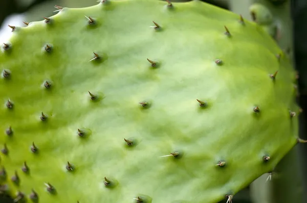 Cactus closeup — Stock Photo, Image