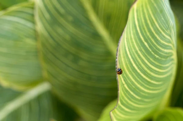 Ladybug on tropicana leaf — Stock Photo, Image