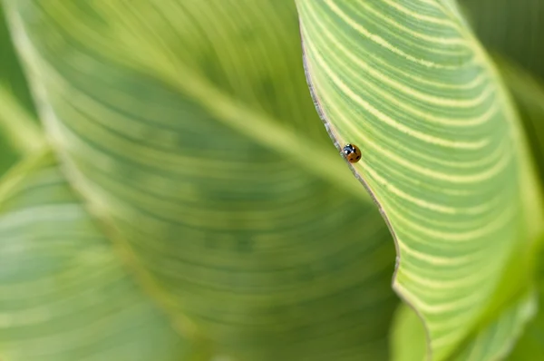 stock image Ladybug on tropicana leaf