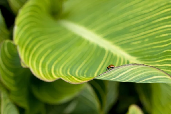 Biedronka na liściu tropicana — Zdjęcie stockowe