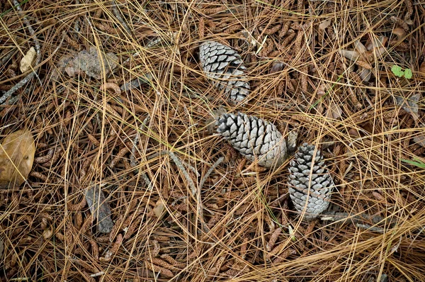 Stock image Pine cones