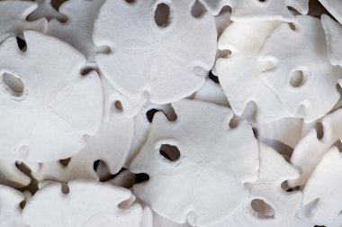 Sand dollars clipart