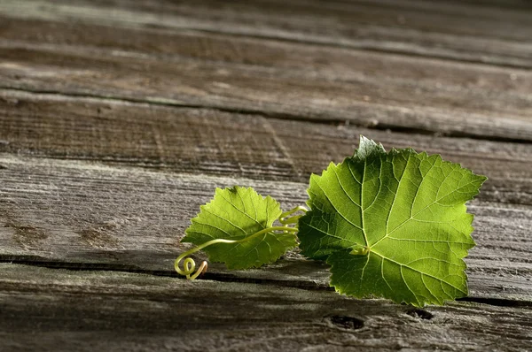 와인 잎 배경 — 스톡 사진