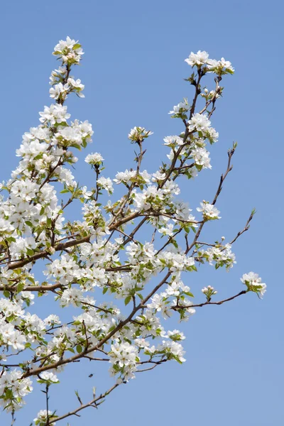Branches to flowering wild aple tree — Stock Photo, Image