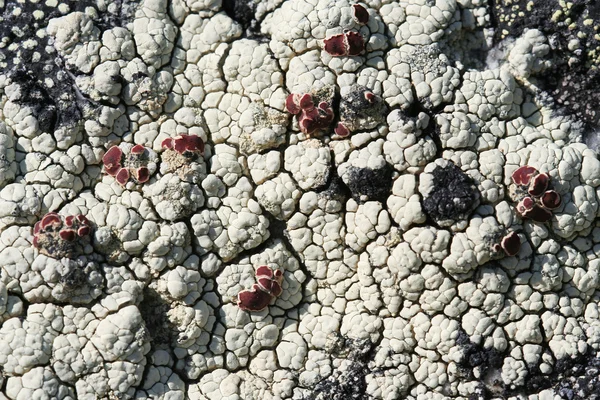 Lichen sobre piedra — Foto de Stock