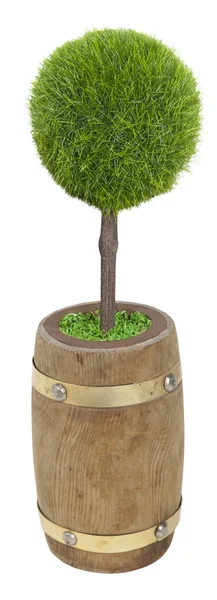 Baum in Holzfass gepflanzt — Stockfoto
