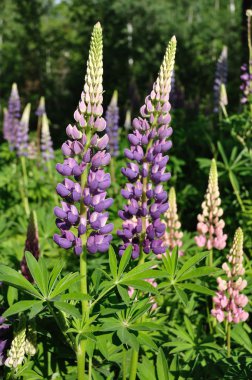 Wild Lupines clipart