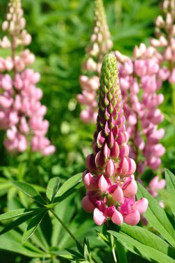 Pink Lupines clipart