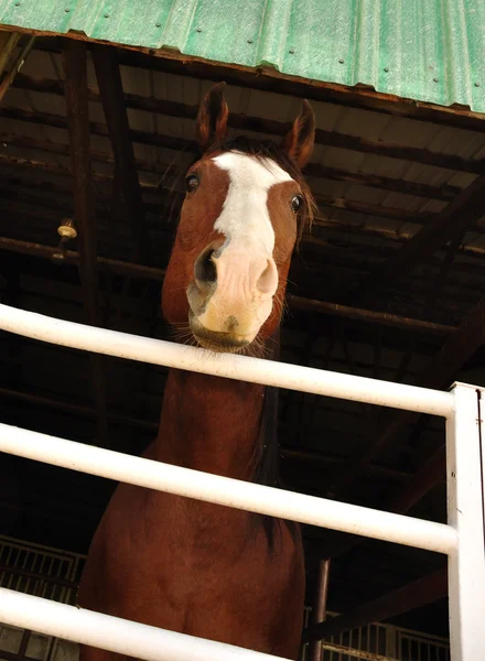 Vista única del caballo — Foto de Stock