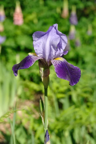 Mor Sakallı Iris — Stok fotoğraf