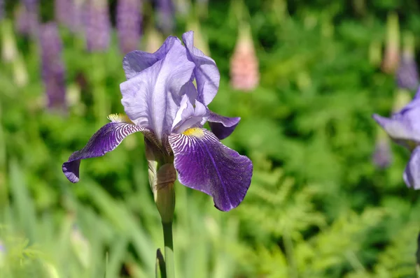 Iris barbu violet — Photo