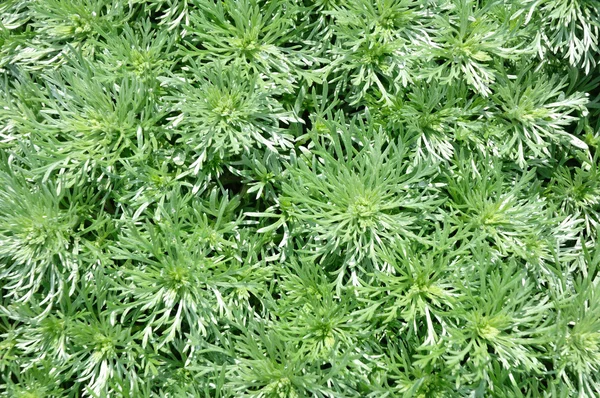 Silver Mound Artemisia — Stock Fotó