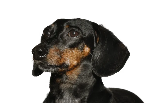 Black and Tan Short Haired Dachshund — Stock Photo, Image
