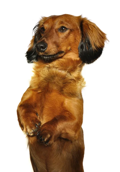Red Long-Haired Dachshund Begging — Stock Photo, Image
