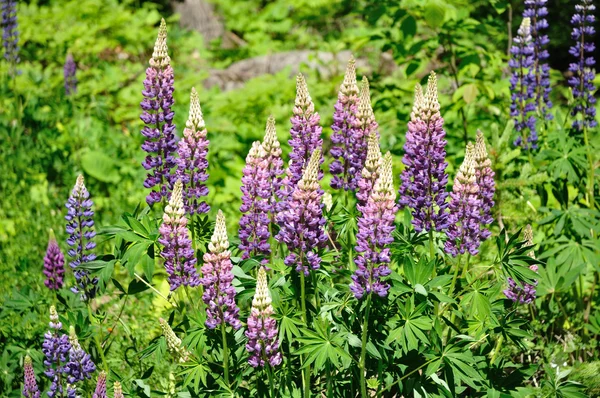 Groupe de lupins sauvages violets — Photo