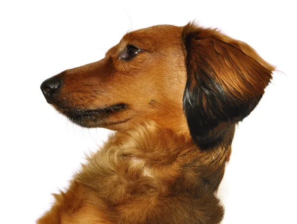 Κόκκινο μακρυμάλλης είδος γερμανικού κυνηγετικού σκύλου — Φωτογραφία Αρχείου