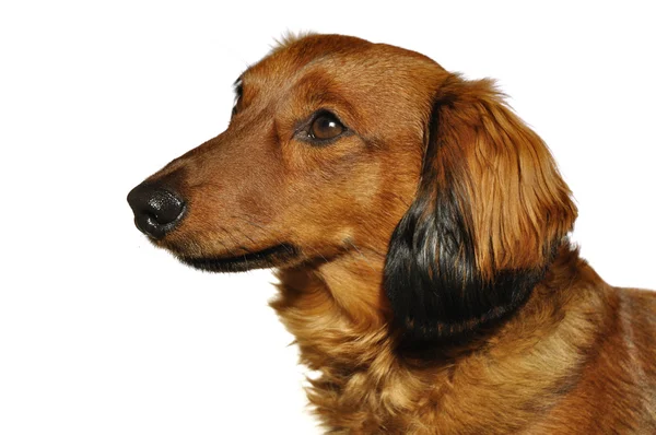 Κόκκινο μακρυμάλλης είδος γερμανικού κυνηγετικού σκύλου — Φωτογραφία Αρχείου
