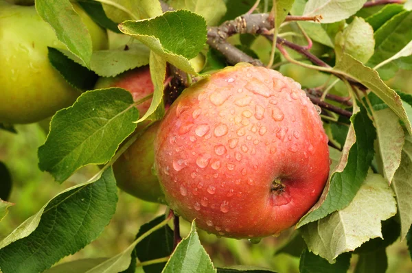 Yağmur damlaları ile elma — Stok fotoğraf