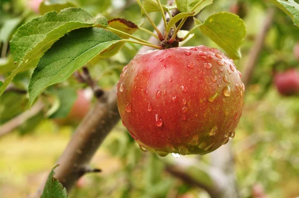 雨粒りんご — ストック写真