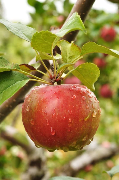 Яблоко с каплями дождя — стоковое фото