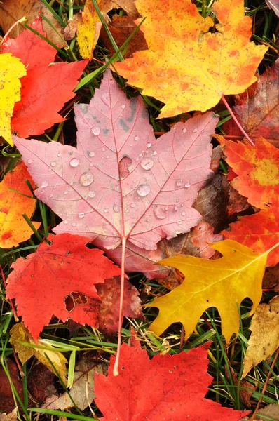 Primer plano de un colorido arce hojas — Foto de Stock