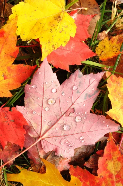 Close-up van een kleurrijke esdoorn bladeren — Stockfoto