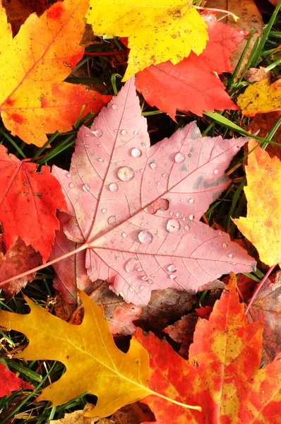 Крупним планом барвисті кленові листя — стокове фото