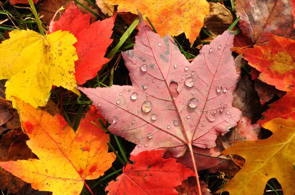 Primer plano de un colorido arce hojas — Foto de Stock
