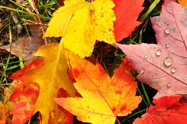 Primer plano de un colorido arce hojas —  Fotos de Stock