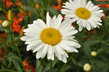 Shasta Daisy