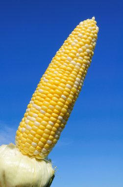 Bi-Color Corn on the Cob clipart