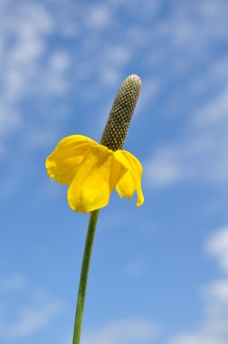 Yellow Prairie Coneflower (Mexican Hat) clipart