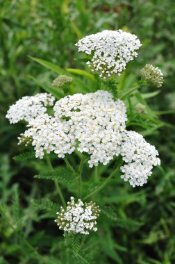 White Yarrow Wildflower clipart