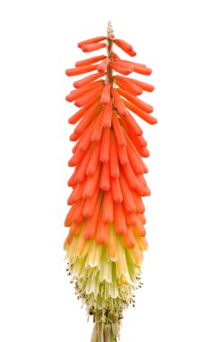 Tritoma or Red Hot Poker or Torch Lily clipart