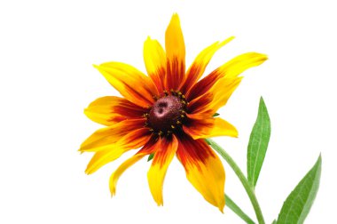 Gloriosa Daisy veya iri Susan (Rudbeckia Hirta)