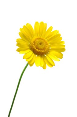 Golden marguerite or yellow cotula or yellow chamomile clipart