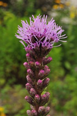 Gayfeather veya yanan yıldız veya düğme Snakeroot'a (Liatris spicata) kır çiçeği