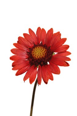 Burgundy Blanket Flower or Indian Blanket Flower clipart