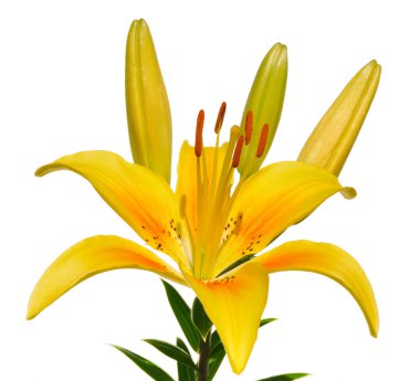 Sarı Lily (Lilium) çiçek