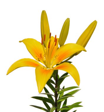 Sarı Lily (Lilium) çiçek