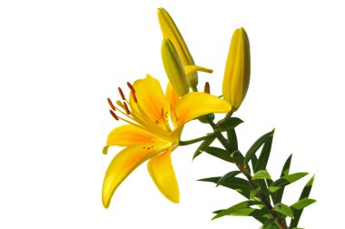 Sarı Lily (Lilium) çiçek